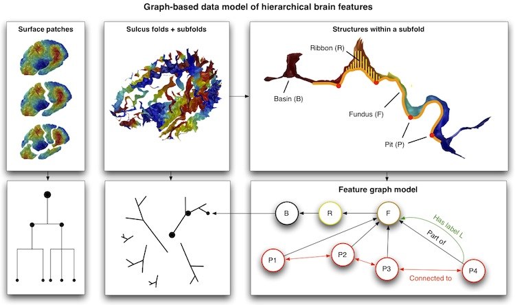 A graph-based database of hierarchical brain features