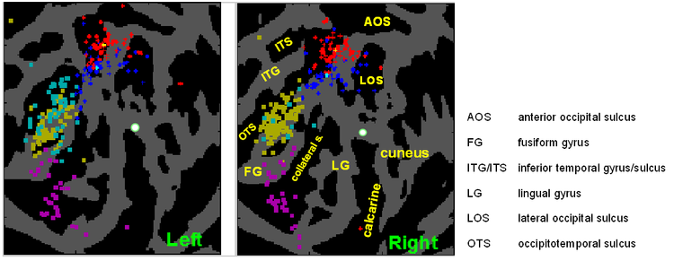 A toolbox for the visualization and metaanalysis of functional organization of the cortex using an anatomical database