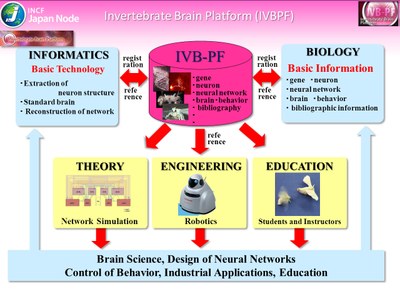 Development and application of the Invertebrate Brain Platform (IVB-PF)