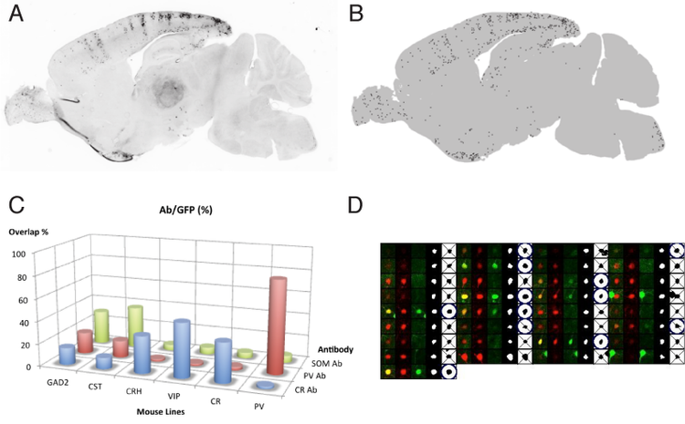 Automated Atlas Annotation for Transgenic Mouse Lines