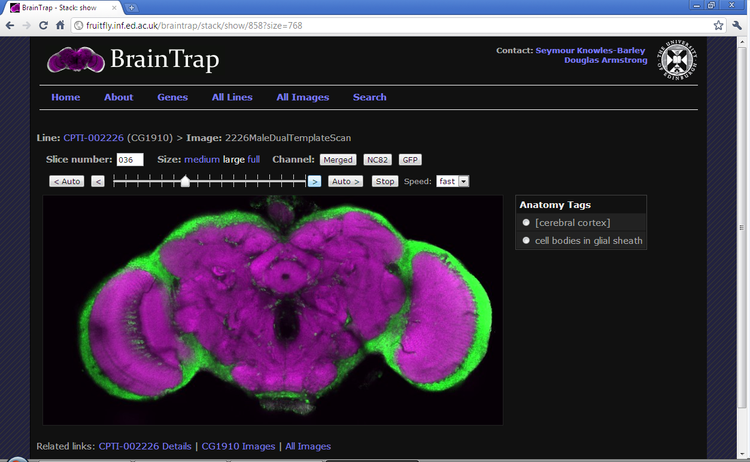 BrainTrap Comparisons: Fly Brain Protein Trap Data Analysis