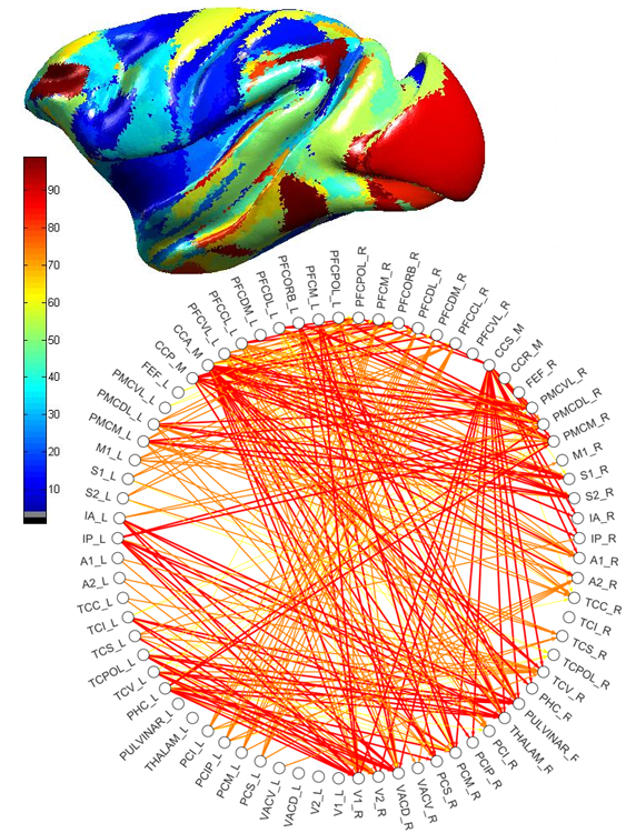 Constrain your data: relating detailed animal studies to spatial templates in neuroimaging