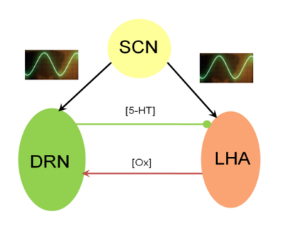 How are circadian rhythms of orexin and serotonin affected by the dorsal raphe nucleus and lateral hypothalamus area interactions?