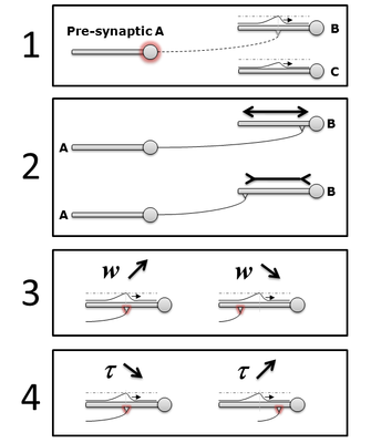 Local learning rules for spiking neurons with dendrite.