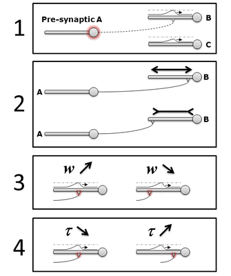 Local learning rules for spiking neurons with dendrite. Local learning rules for spiking neurons with dendrite.