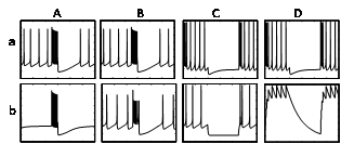 Modeling of the electrical activity of the Helisoma trivolvis B5 neurons