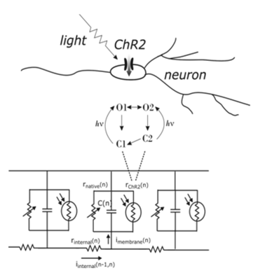 Multicompartmental Model of Neurons Expressing Channelrhodopsin 