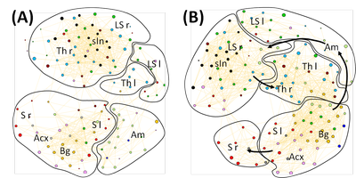 Network Analysis of Pain Processing: Pain is more than Sensation