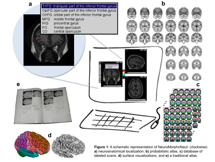 NeuroMorphoNaut: An Open Source Tool to Make Anatomy Less Tedious