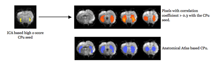 Resting state connectivity changes in rat model of per-motor stage Parkinson’s disease