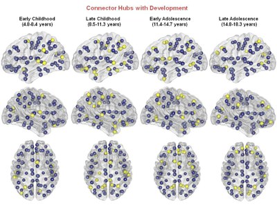 Segregation and Integration of Cortical Connections in the Developing Brain