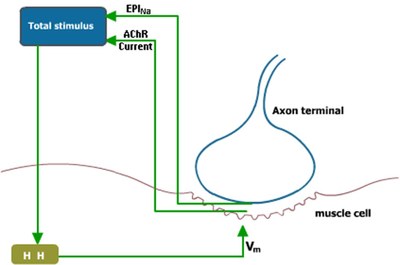 Self-Gating Effect at the Rat Neuromuscular Junction