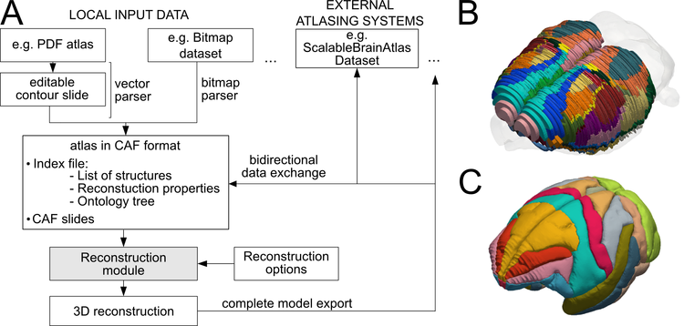 Serving three-dimensional models of brain structures online