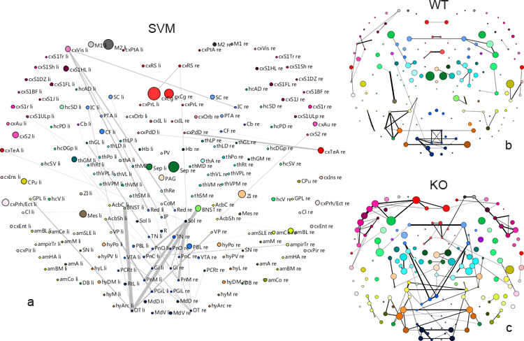 SVM-supported analysis of brain connectivity networks