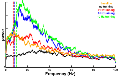 Spike-timing-dependent plasticity and subcortical waves enhance alpha oscillations in a computer model of neocortex Spike-timing-dependent plasticity and subcortical waves enhance alpha oscillations in a computer model of neocortex