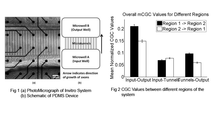 Validation of Granger Causality within In Vitro Engineered Feed-Forward Cortical Networks 